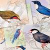 Hallmark Bird Note Card Assortment (24 Blank Cards with Envelopes) Bluebird, Mockingbird, Sparrow, Oriole, Warbler(Birds)