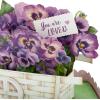 Hallmark Paper Wonder Mother’s Day Pop Up Card (Cart of Pansies) for Birthday for Her, Spring, Any Occasion(Cart of Pansies)