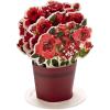 Hallmark Paper Wonder Pop Up Valentines Day Card, Displayable Bouquet (Today, Tomorrow, Always), 699VFE1171(Red)