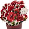 Hallmark Paper Wonder Pop Up Valentines Day Card, Displayable Bouquet (Today, Tomorrow, Always), 699VFE1171(Red)
