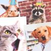 Hallmark Shoebox Funny Birthday Card Assortment (4 Cards with Envelopes) Cat, Dog, Giraffe, Raccoon