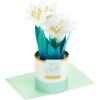 Hallmark Paper Wonder Displayable Pop Up Easter Card (Lilies)(Pop Up Potted Lilies)