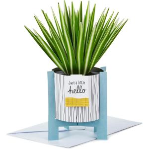 Hallmark Paper Wonder Mother’s Day Pop Up Card (Potted Spider Plant) for Nures Day, Admin Professional Day, Any Occasion