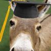 Hallmark Shoebox Funny Graduation Card (Smart Donkey)(Smart A** Donkey)