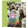 Hallmark Shoebox Funny Graduation Card (Smart Donkey)(Rainbow Sheep)