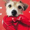 Hallmark Pack of Valentines Day Cards, Dog with Box of Chocolates (10 Valentine’s Day Cards with Envelopes)(Dog with Chocolates)
