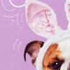 Hallmark Pack of Easter Cards, Bulldog in Bunny Ears (10 Cards with Envelopes)(Easter  Bulldog in Bunny Ears)