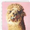 Hallmark Studio Ink Birthday Card (Alpaca)